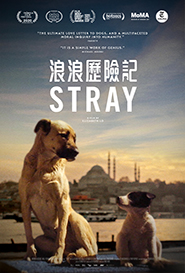 image of STRAY